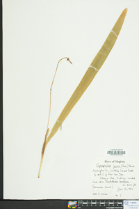 Carex fraseriana image