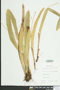 Carex fraseriana image