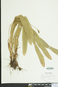 Carex fraseriana image