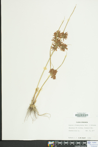 Cyperus flavicomus image