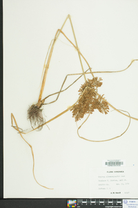 Cyperus flavicomus image