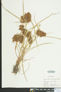 Cyperus flavicomus image