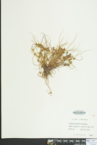 Cyperus squarrosus image