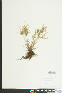 Cyperus compressus image