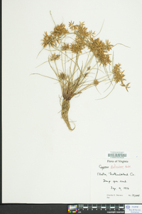 Cyperus filicinus image