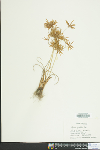 Cyperus filicinus image