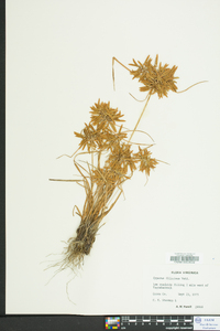 Cyperus filicinus image