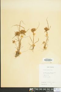 Cyperus filicinus image