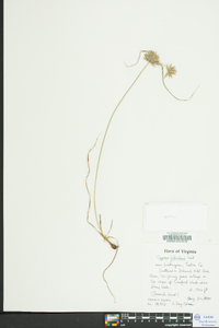 Cyperus filiculmis image