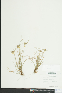 Cyperus filiculmis image