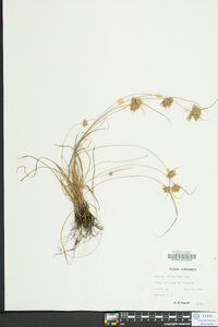 Cyperus filiculmis image