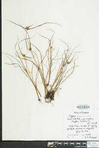 Cyperus filiculmis image