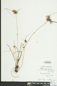 Cyperus filiculmis image