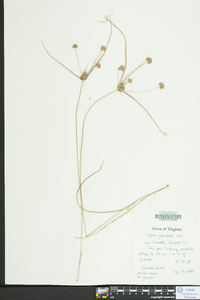 Cyperus filiculmis image