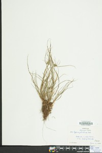 Cyperus filiculmis image