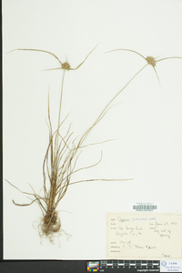 Cyperus filiculmis image