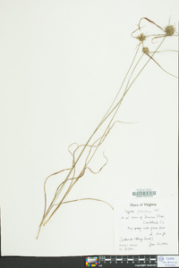 Cyperus filiculmis image