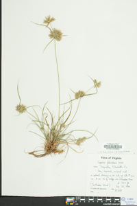 Cyperus filiculmis image