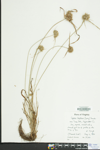 Cyperus filiculmis image