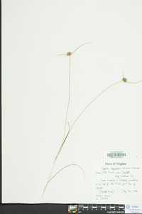 Cyperus filiculmis image