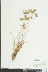 Cyperus filiculmis image