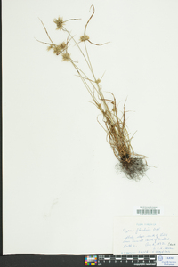 Cyperus filiculmis image