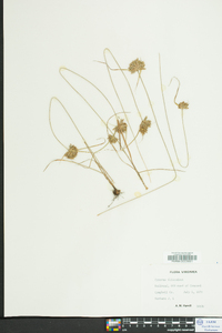 Cyperus filiculmis image