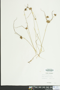 Cyperus filiculmis image