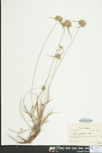 Cyperus filiculmis image