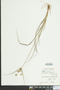 Cyperus filiculmis image