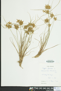 Cyperus flavescens image