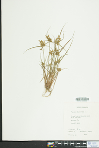 Cyperus flavescens image