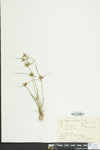 Cyperus flavescens image