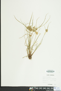 Cyperus flavescens image