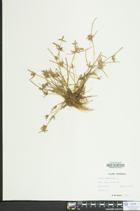 Cyperus flavescens image