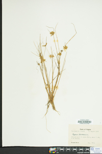 Cyperus flavescens image