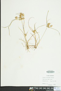 Cyperus flavicomus image