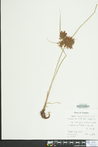 Cyperus flavicomus image