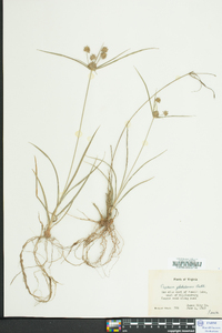 Cyperus globulosus image