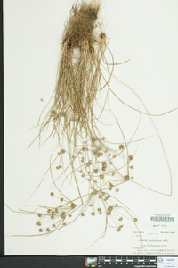 Cyperus globulosus image