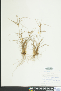 Cyperus globulosus image