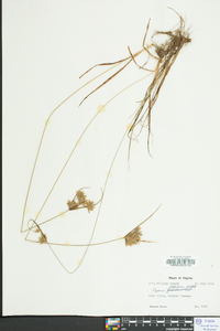 Cyperus globulosus image