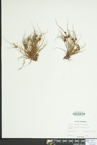 Cyperus granitophilus image