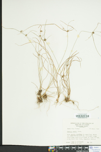 Cyperus grayi image