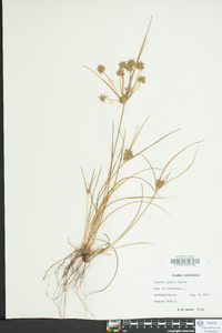 Cyperus grayi image