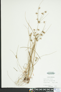 Cyperus grayi image