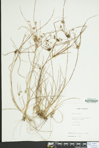 Cyperus grayi image