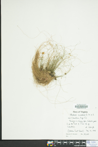 Cyperus iria image