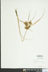 Cyperus iria image