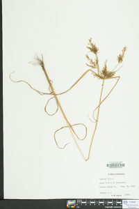 Cyperus iria image